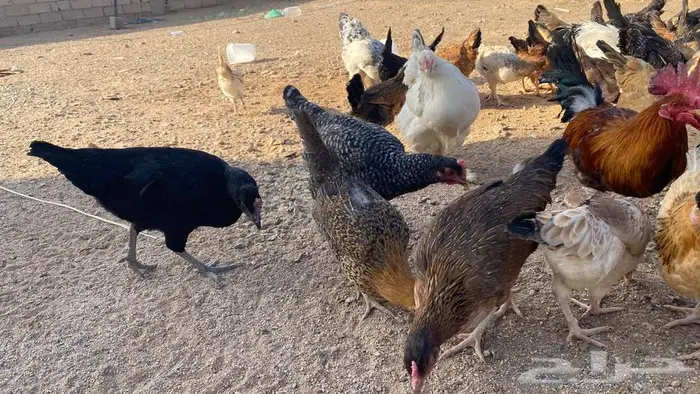 دجاج للبيع بلدي وتركي 18