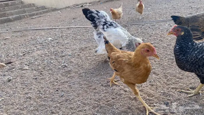دجاج للبيع بلدي وتركي 20