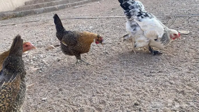 دجاج للبيع بلدي وتركي 25