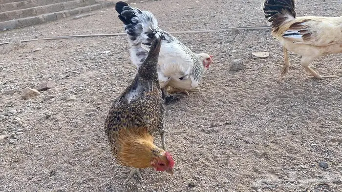 دجاج للبيع بلدي وتركي 26