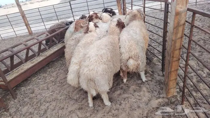 ذبايح نعيم حري تيوس 4