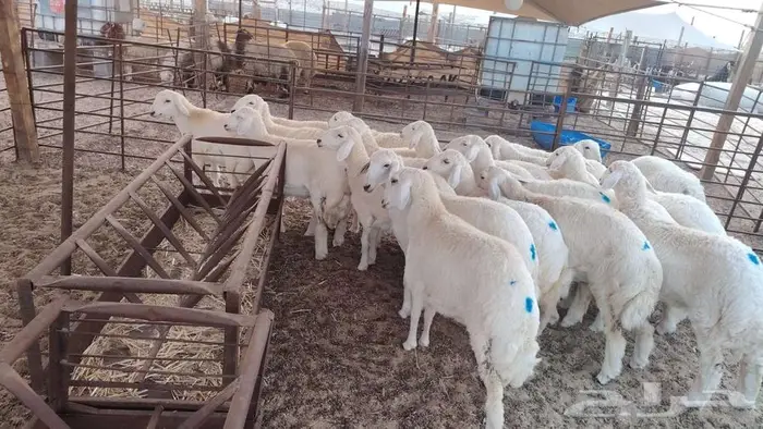 ذبايح نعيم حري تيوس 6