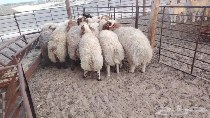 ذبايح نعيم حري تيوس 7