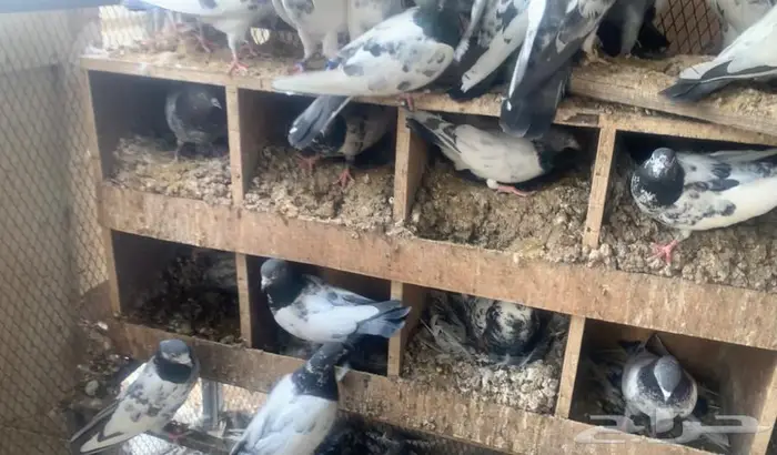 طيور باكستانيه منوة القاني 3