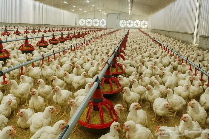 مستلزمات حظائر عنابر الدواجن (معالف-مشارب-صناديق-قطع غيار) 0