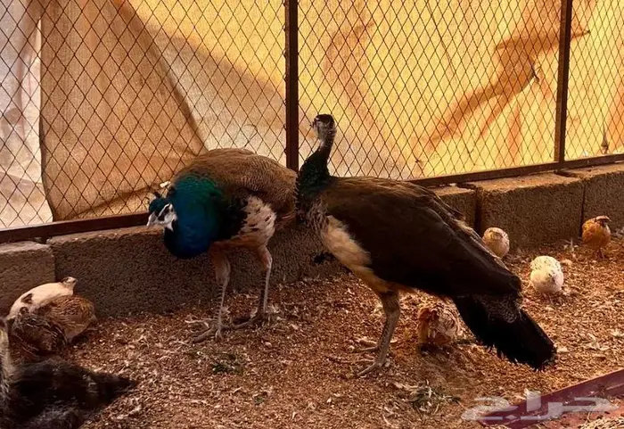 طاووس للبيع 0