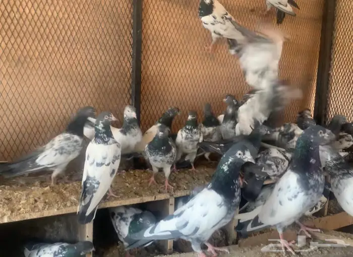 طيور باكستانيه منوة القاني 2