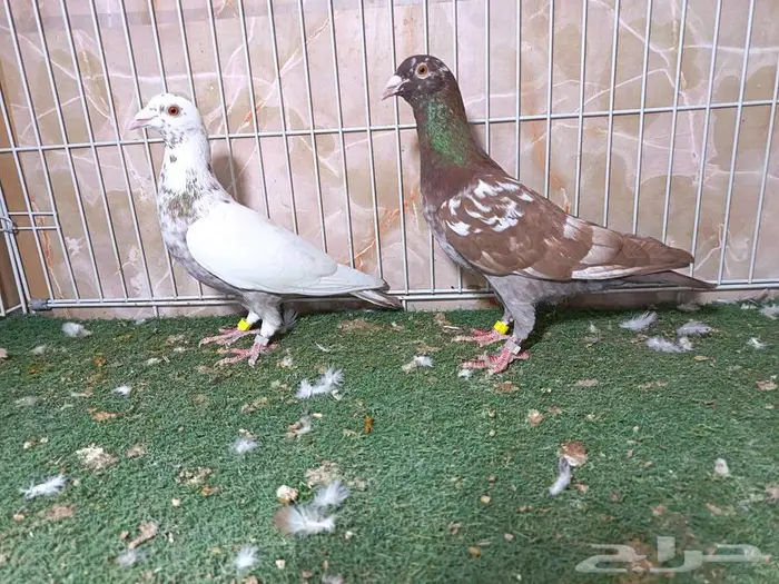 اثنين ذكور زاجل مولمنز 0