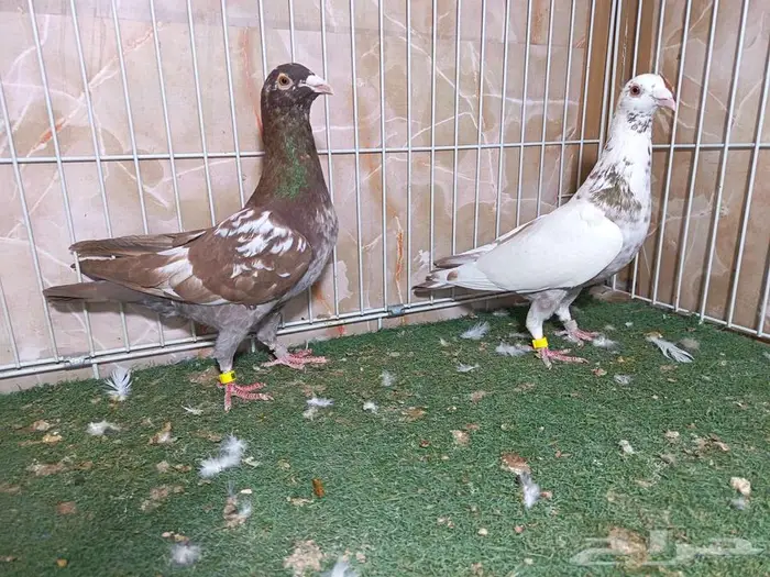 اثنين ذكور زاجل مولمنز 1