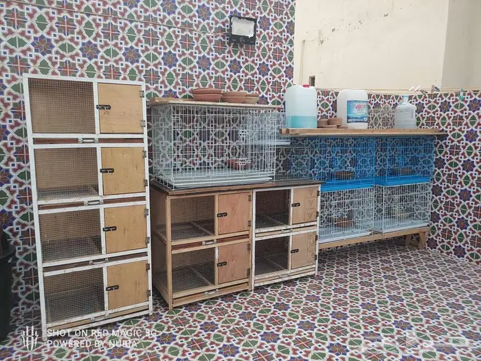 اقفاص حمام محاكر نظيفه مثل الجديد 6