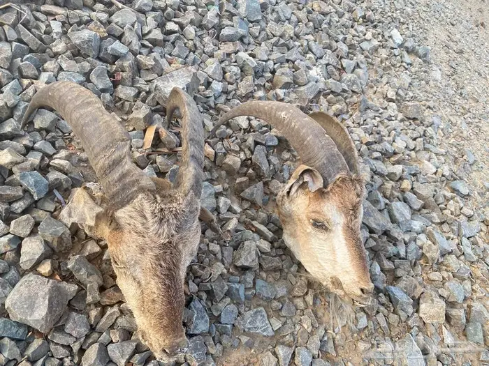 راس وعل محنط 0