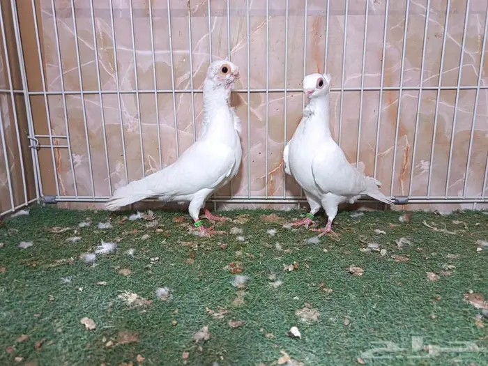 جوز بولندي أبيض عرض 2 0