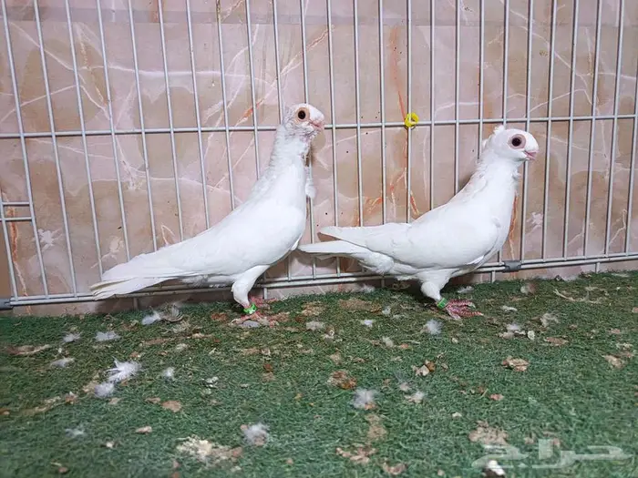 جوز بولندي أبيض عرض 2 2