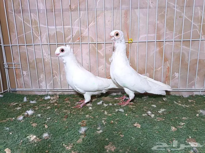 جوز بولندي أبيض عرض 2 1