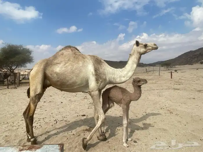 ذلول شكل وسلاله للبيع 1