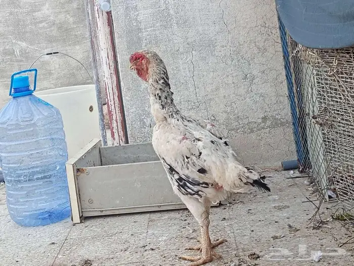 دجاجة فارسيه 1