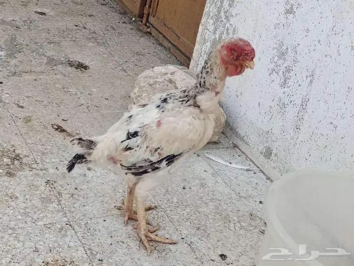 دجاجة فارسيه 2