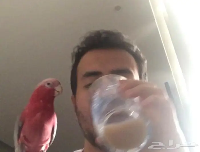 كوكاتو قالا - غالا 0