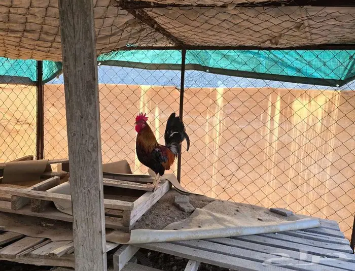 ديك عربي سيافي شباب توب 5