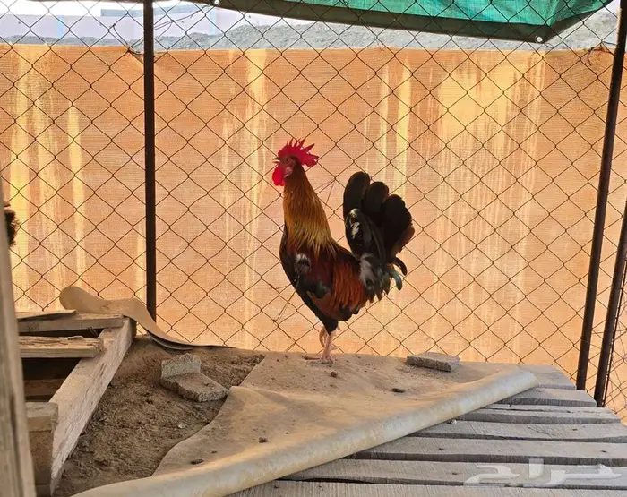 ديك عربي سيافي شباب توب 1