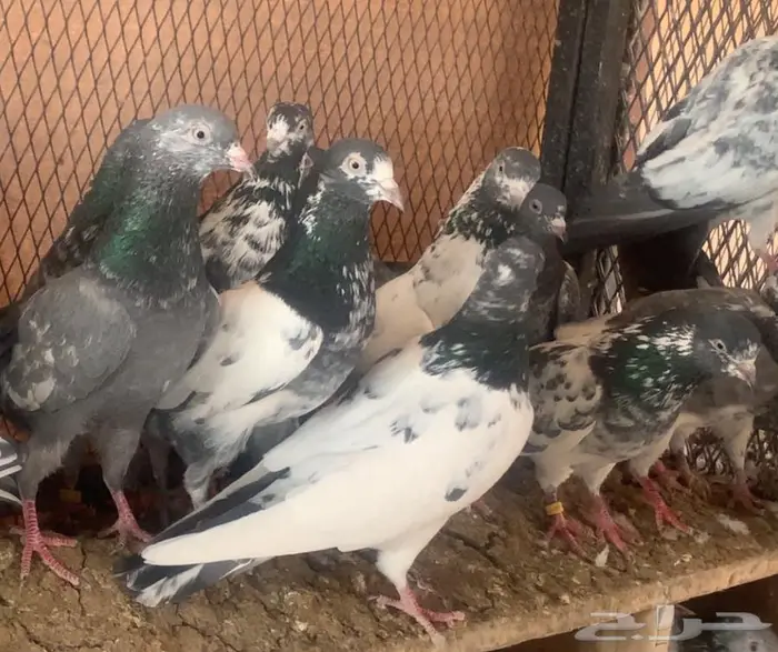 طيور باكستانيه منوة القاني 4