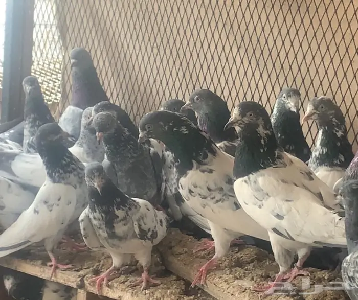 طيور باكستانيه منوة القاني 0