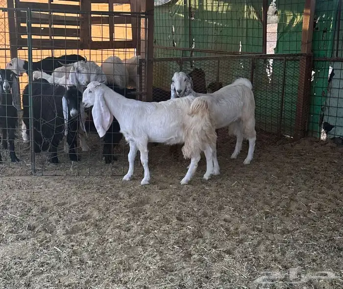 معزاء طيبه ونعيميه ثنيه 2