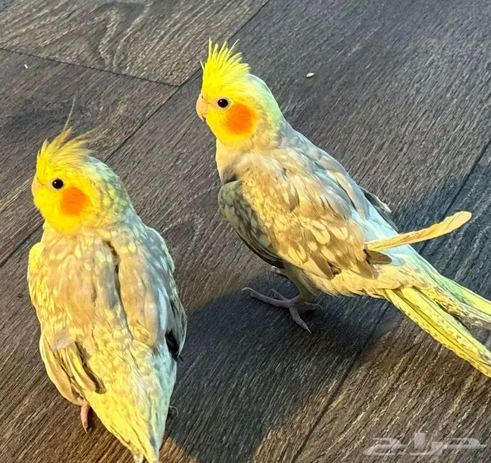 كروان كراوين كوكتيل 10