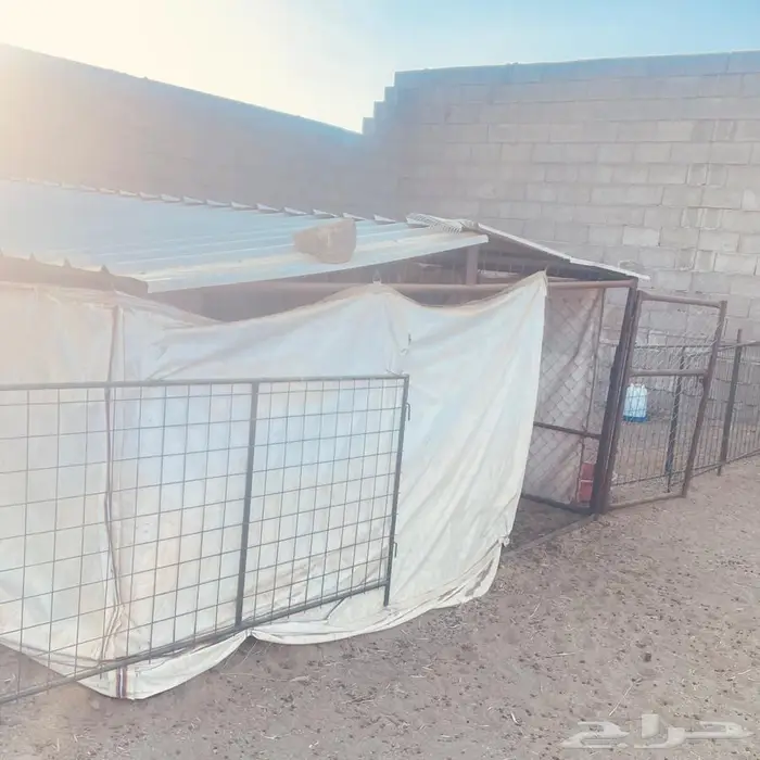 شبوك غنم وخيمه وحنفيه فيبر للبيع 3