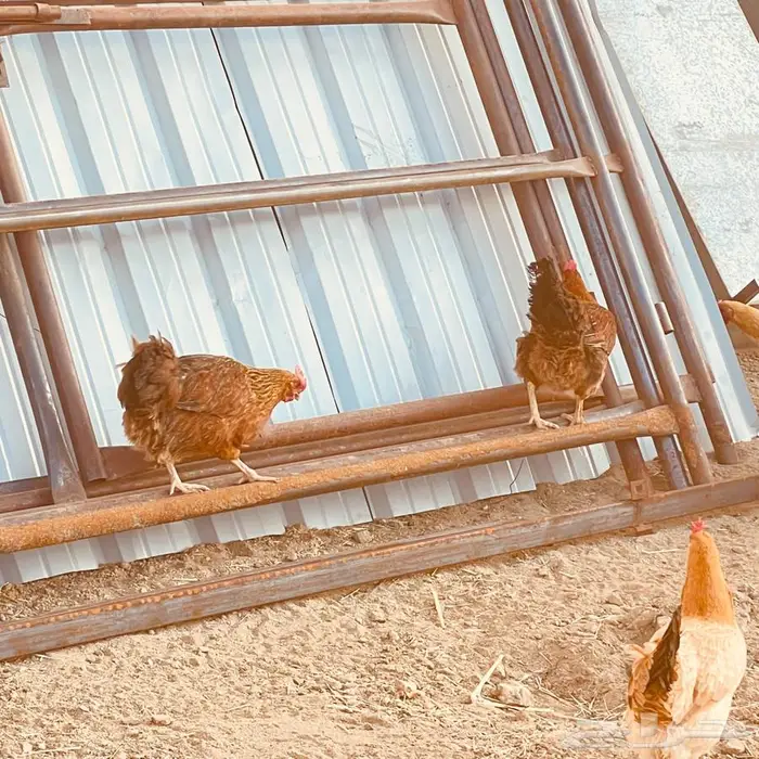 شبوك غنم وخيمه وحنفيه فيبر للبيع 4