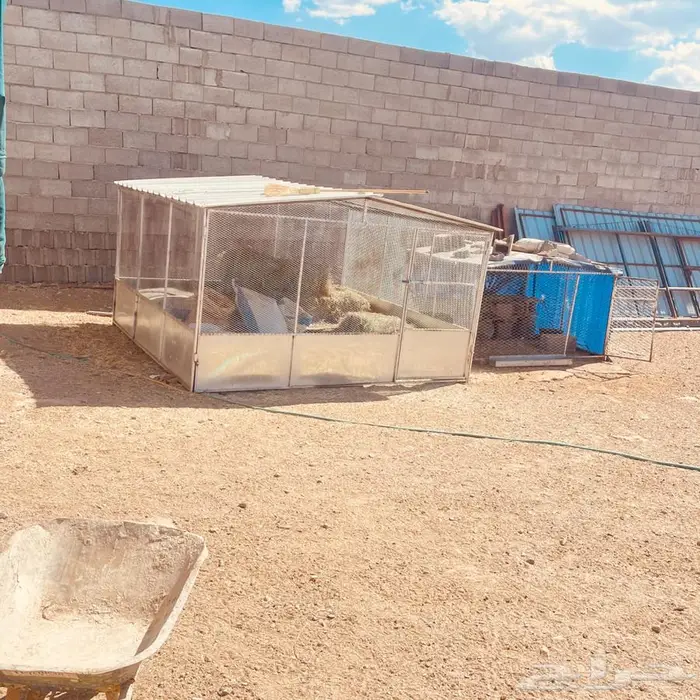 شبوك غنم وخيمه وحنفيه فيبر للبيع 9