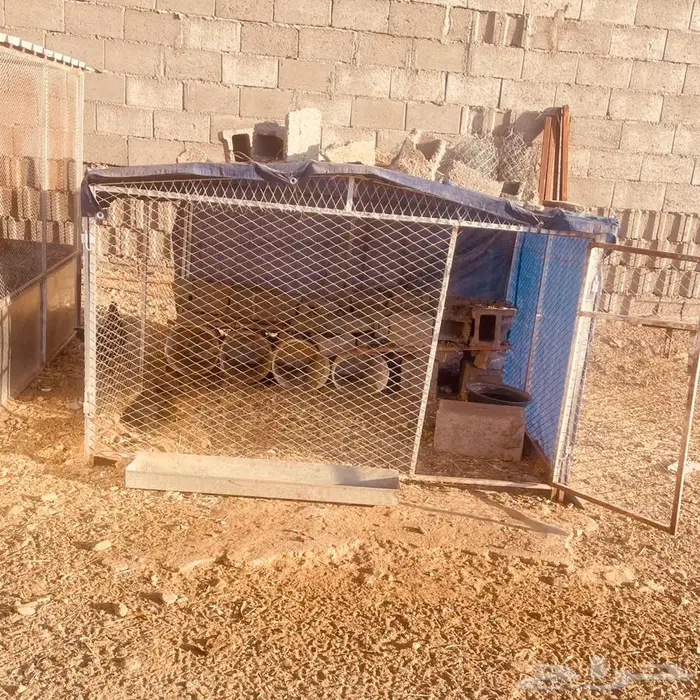 شبوك غنم وخيمه وحنفيه فيبر للبيع 8