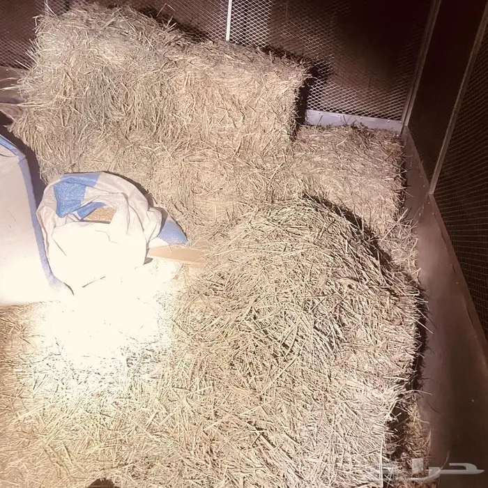 شبوك غنم وخيمه وحنفيه فيبر للبيع 24