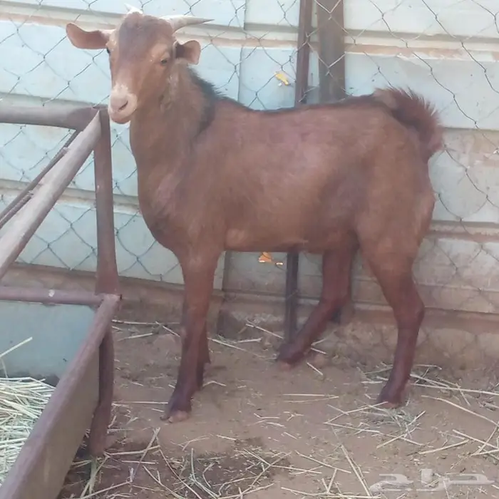 تيس تهامي كفوو 3