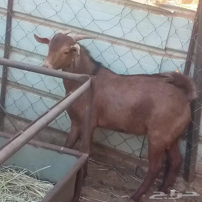 تيس تهامي كفوو 4