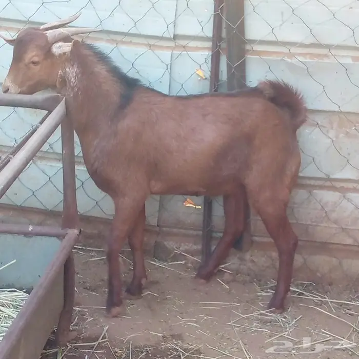 تيس تهامي كفوو 2