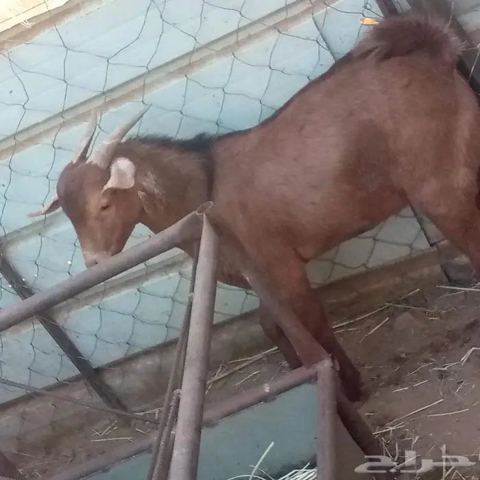 تيس تهامي كفوو 0