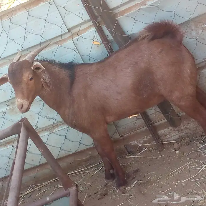 تيس تهامي كفوو 1