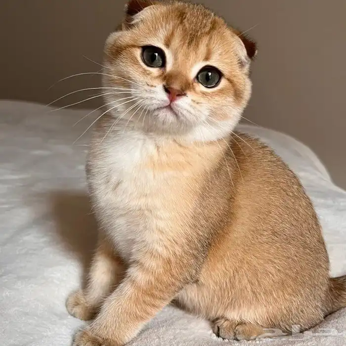 قطه سكوتش فولد 0