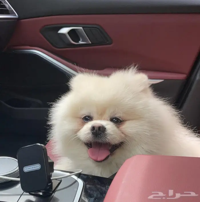 كلب بومرينيان بوبي أوكراني تدي فيس بيور 7