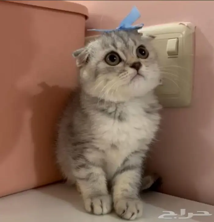 كيتن سكوتش فولد 0