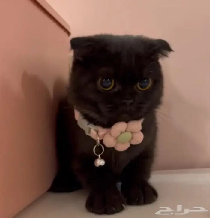 سكوتش فولد انثى بيور 0