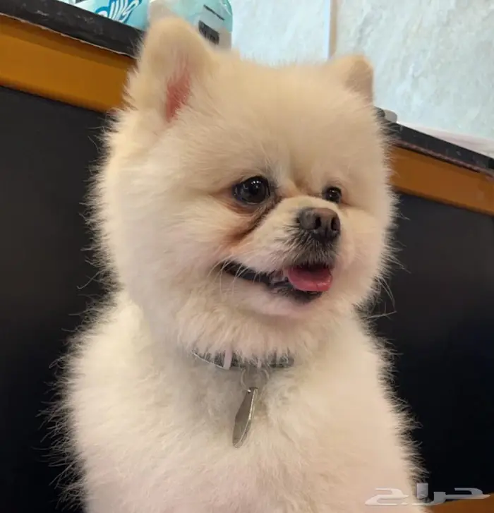 كلب بومرينيان بوبي أوكراني تدي فيس بيور 1