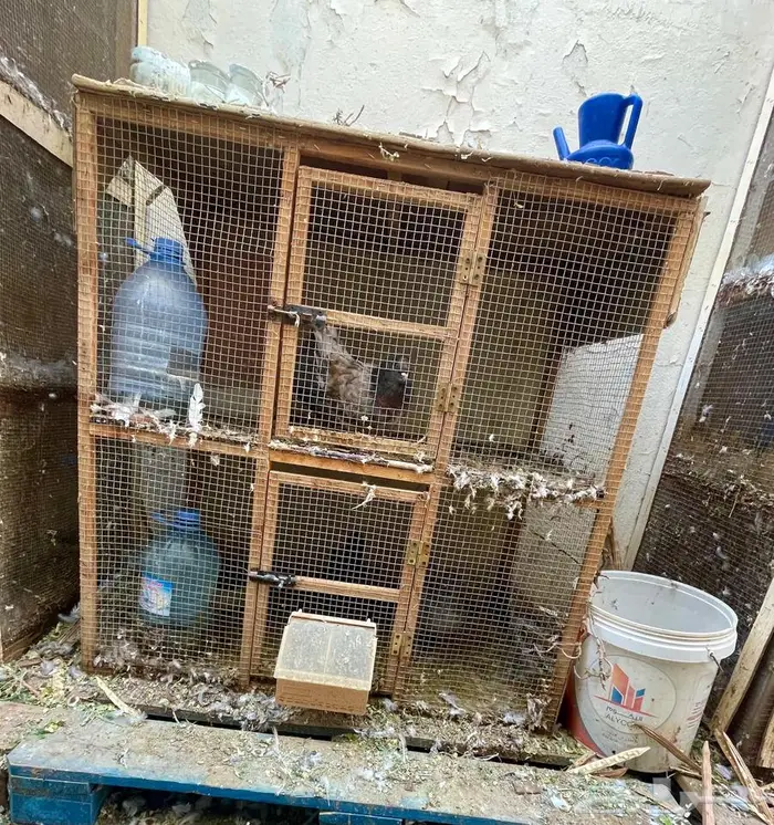 محاكر حمام و طيور 1