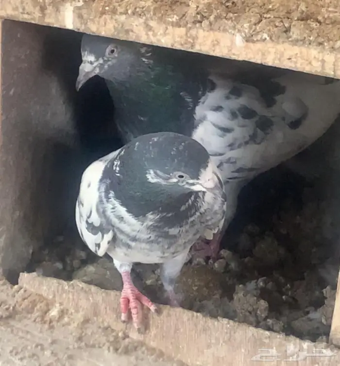 طيور باكستانيه منوة القاني 1