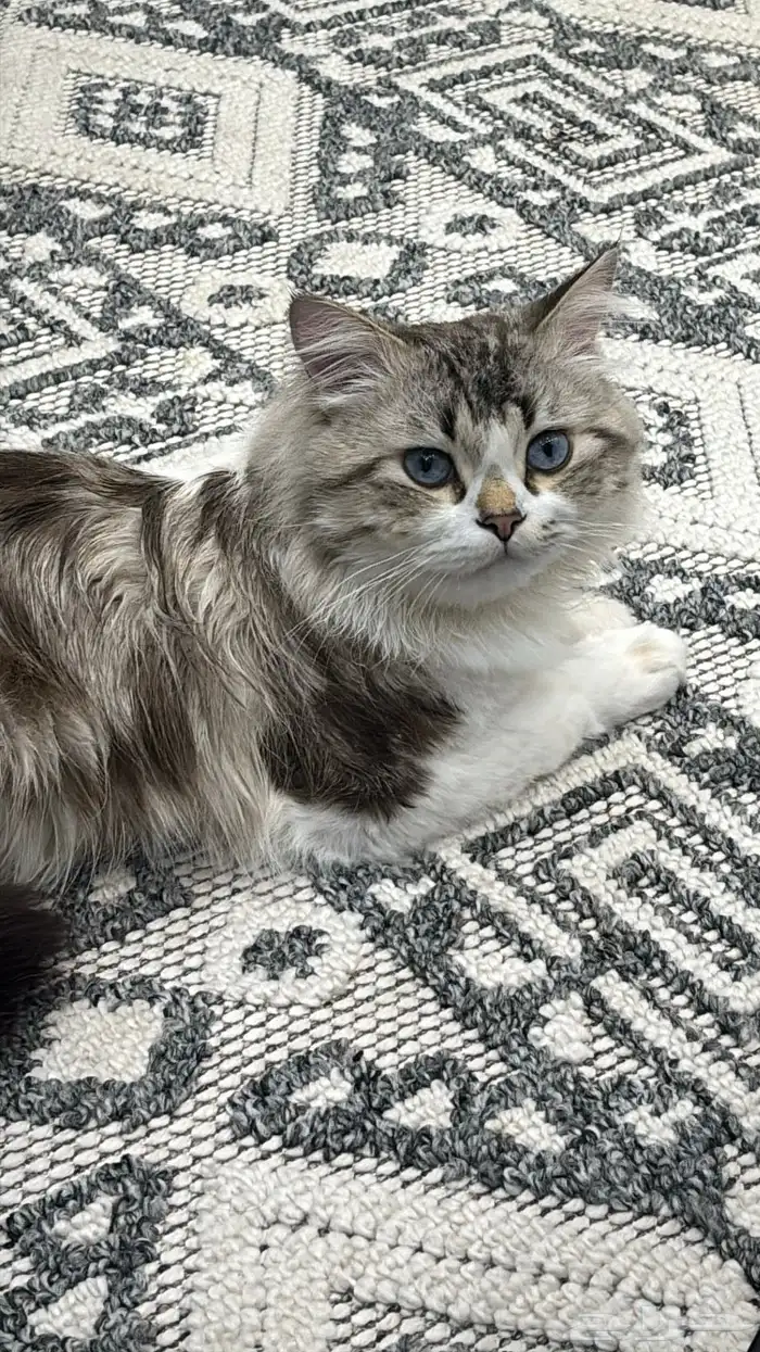 قطو للتبني 1