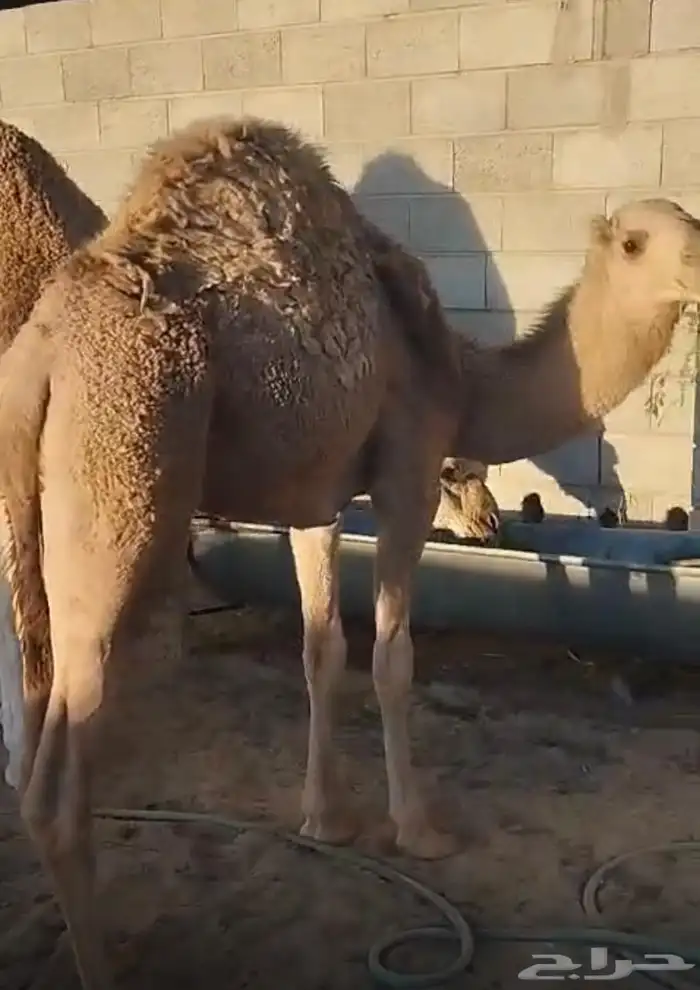 خلفة ناقه عشرا شقحا للبيع 2