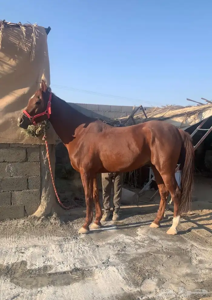 حصان عربي اصيل 1