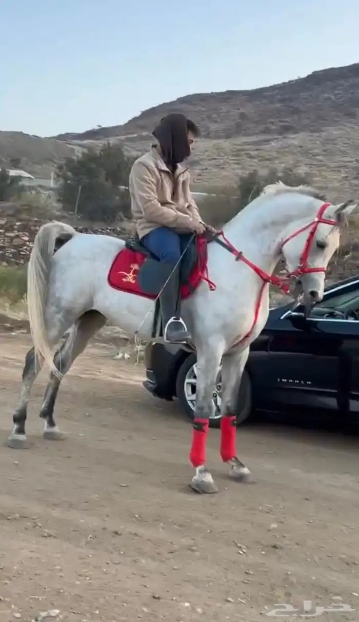 حصان مصري بيور صافي 0