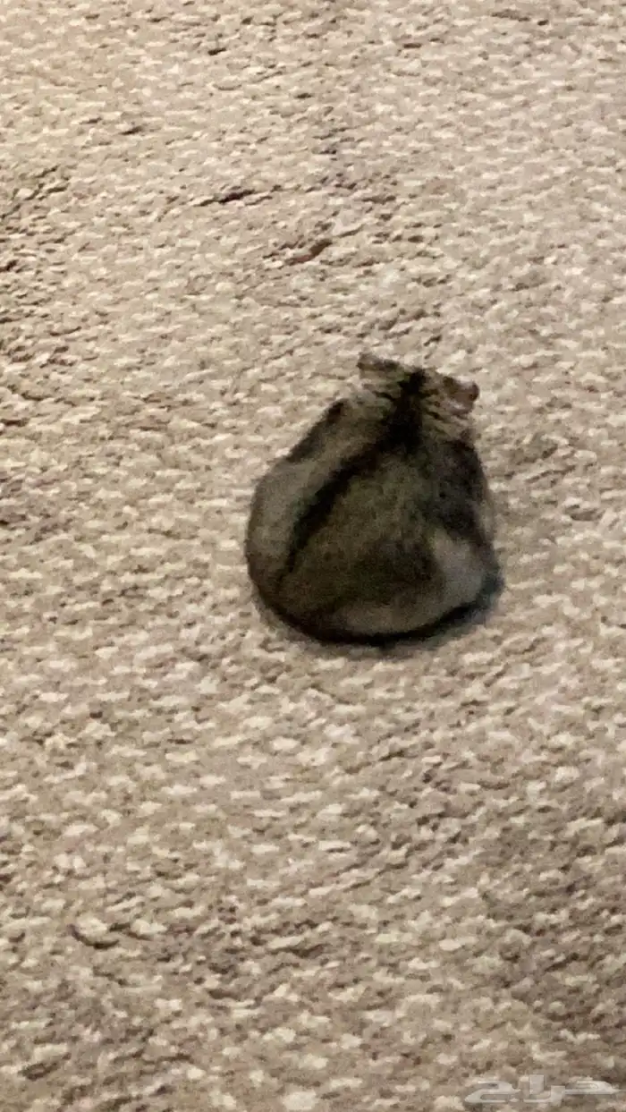 هامستر ونتر وايت الدبدوب للبيع 3